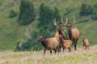 Cow elk leads her youngsters in front of a pair of young bull elk in the Rocky Mountains Art Print